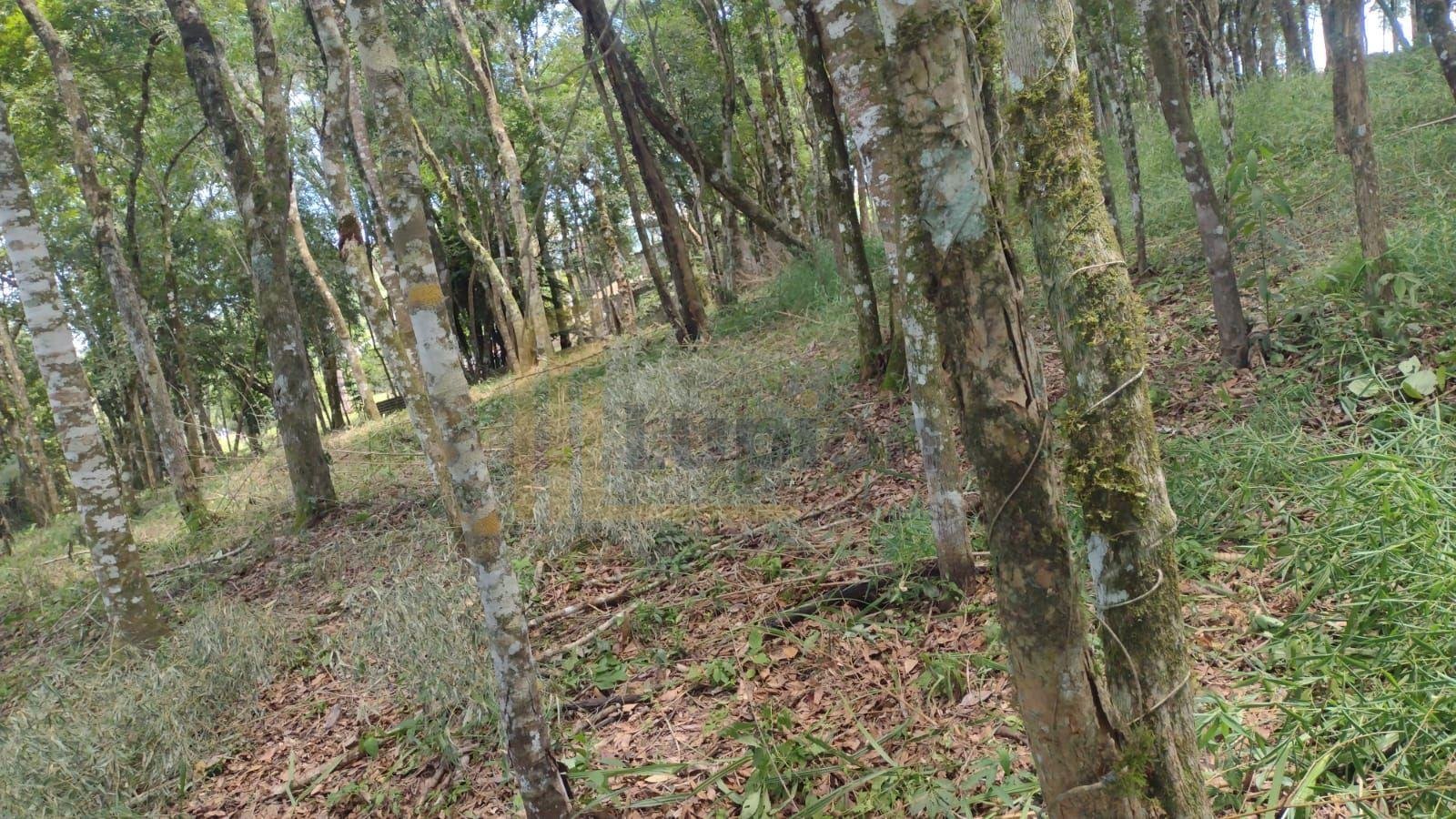 Terreno à venda, VILA GUARANI  , COLOMBO - PR