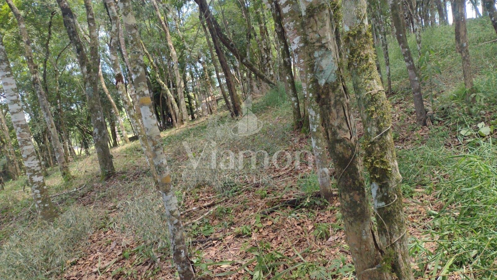 Terreno à venda, VILA GUARANI  , COLOMBO - PR