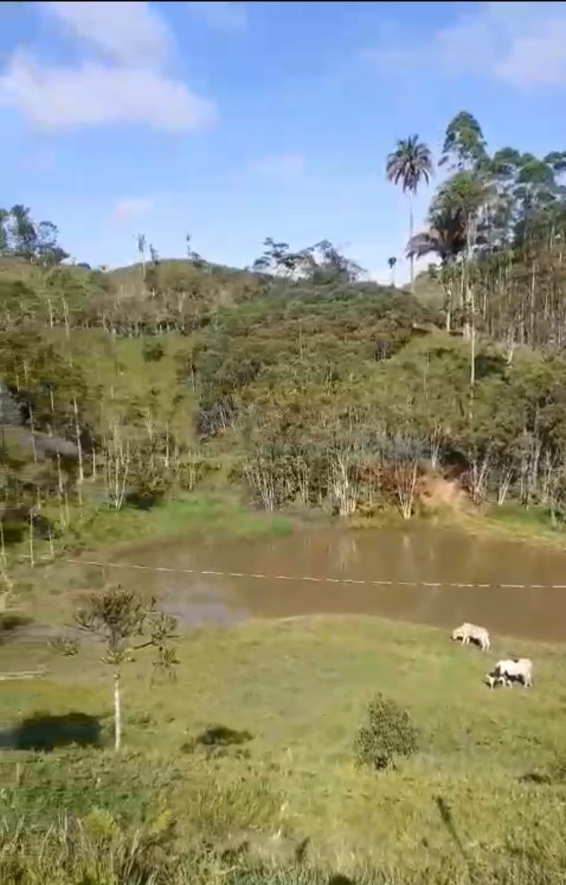 S?tio ? venda, RIO PEQUENO  , CAMPINA GRANDE DO SUL - PR