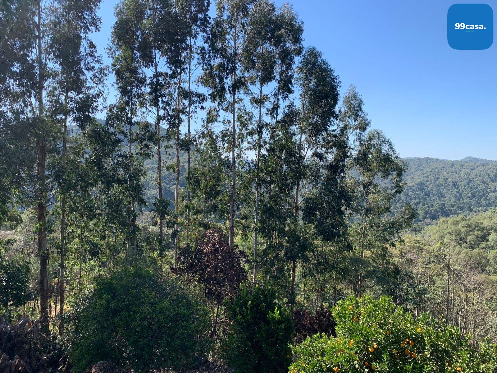 Chácara 4.600 m  com casa e pomar à venda na Estrada Itambé  ...