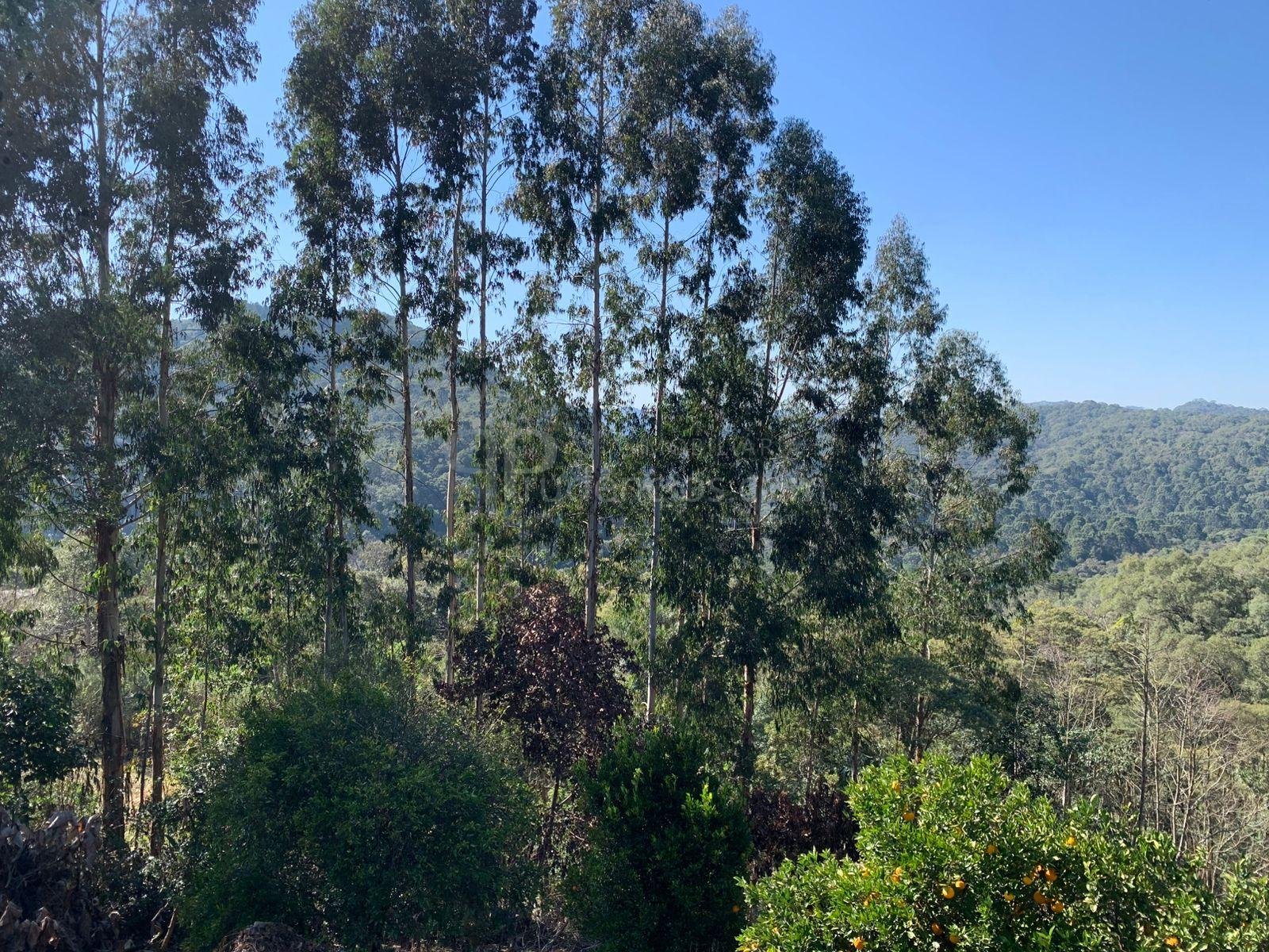 Chácara 4.600 m  com casa e pomar à venda na Estrada Itambé  ...