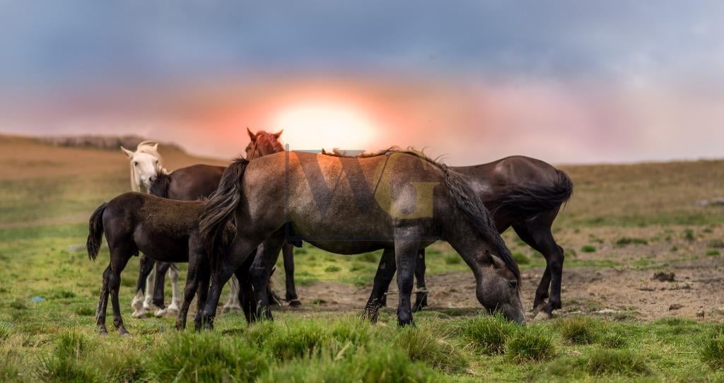 Fazenda com 5 dormitórios à venda,117960000.00 m , FOZ DO IGUA...