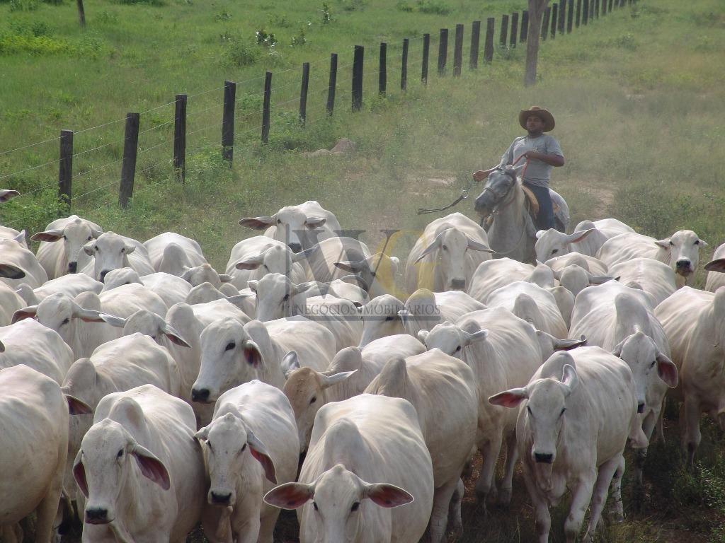 Fazenda com 5 dormitórios à venda,117960000.00 m , FOZ DO IGUA...