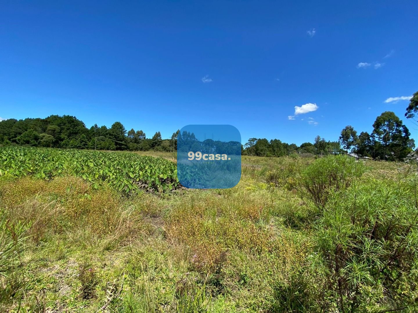 Chácara à venda, 57.862 m2,  por R  649.000,00 - Tabatinga - T...