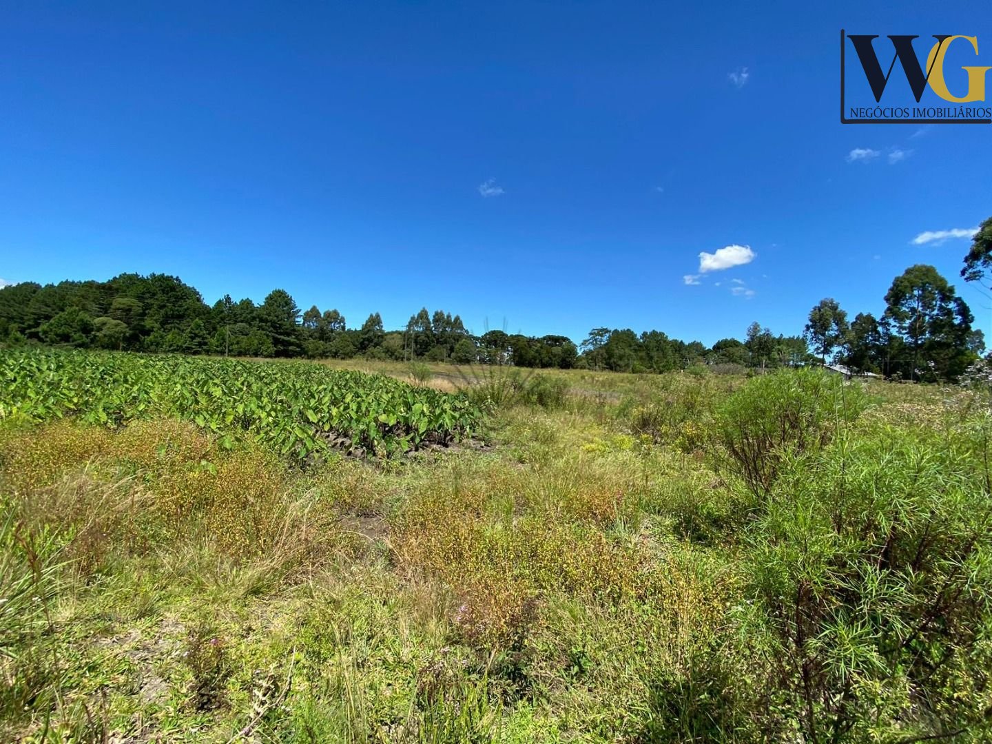 Chácara à venda, 57.862 m2,  por R  649.000,00 - Tabatinga - T...