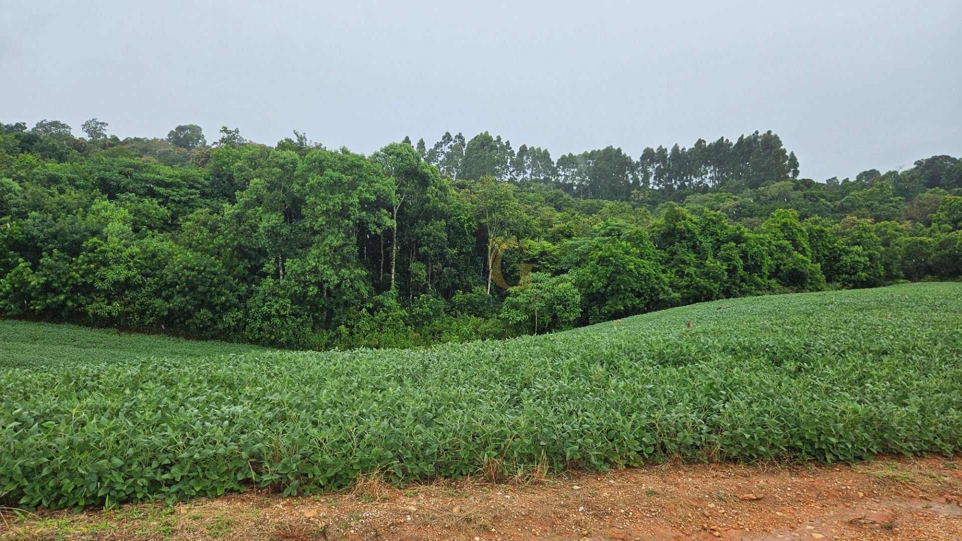 Área de 79.000 m  com 41.000 m  mecanizados  perfeita para cul...