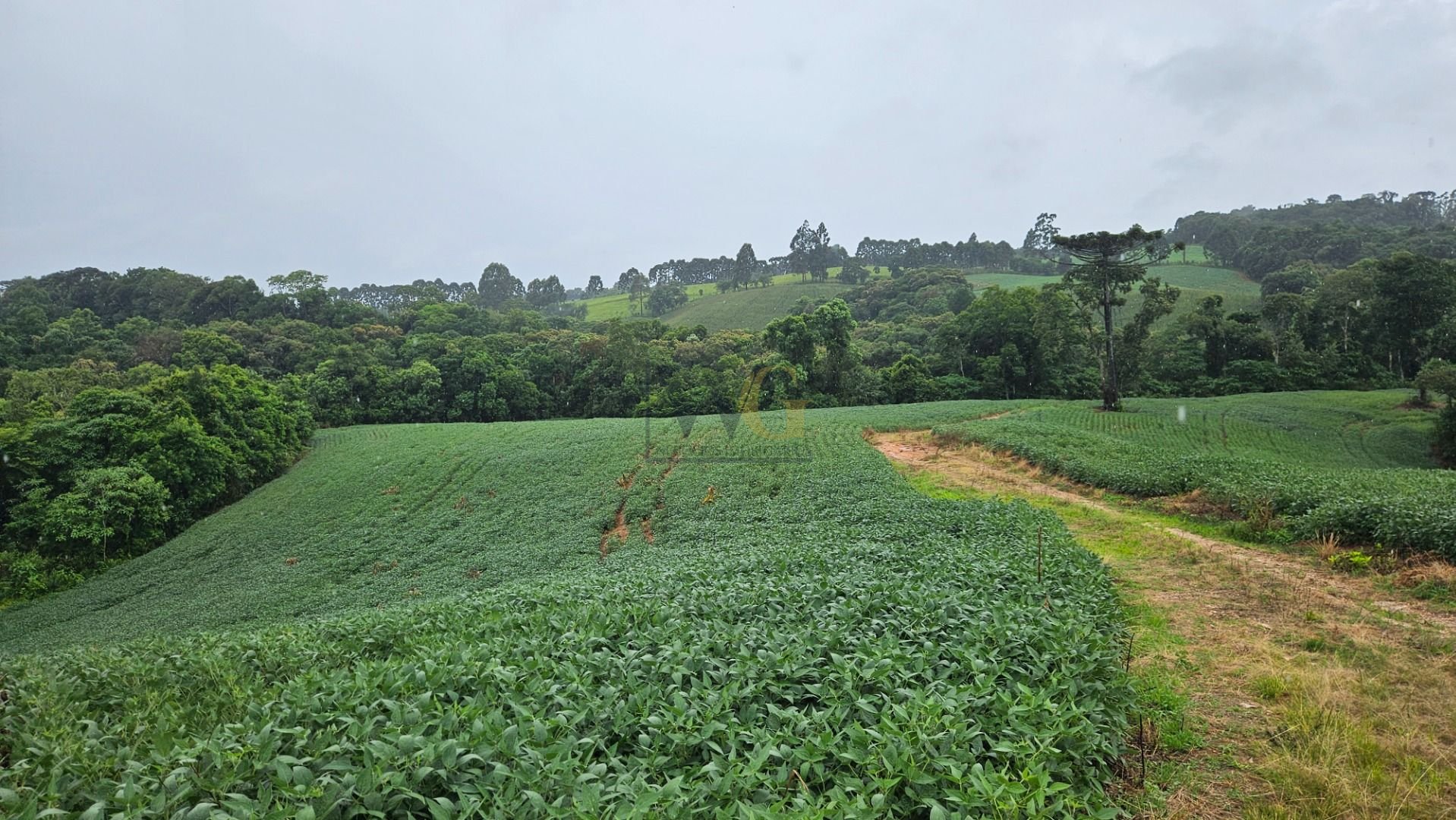 Área de 79.000 m  com 41.000 m  mecanizados  perfeita para cul...