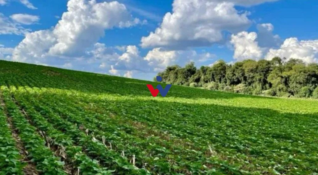 Chácara à venda, 23600 m  por R  649.000,00 - Barigui - Araucá...