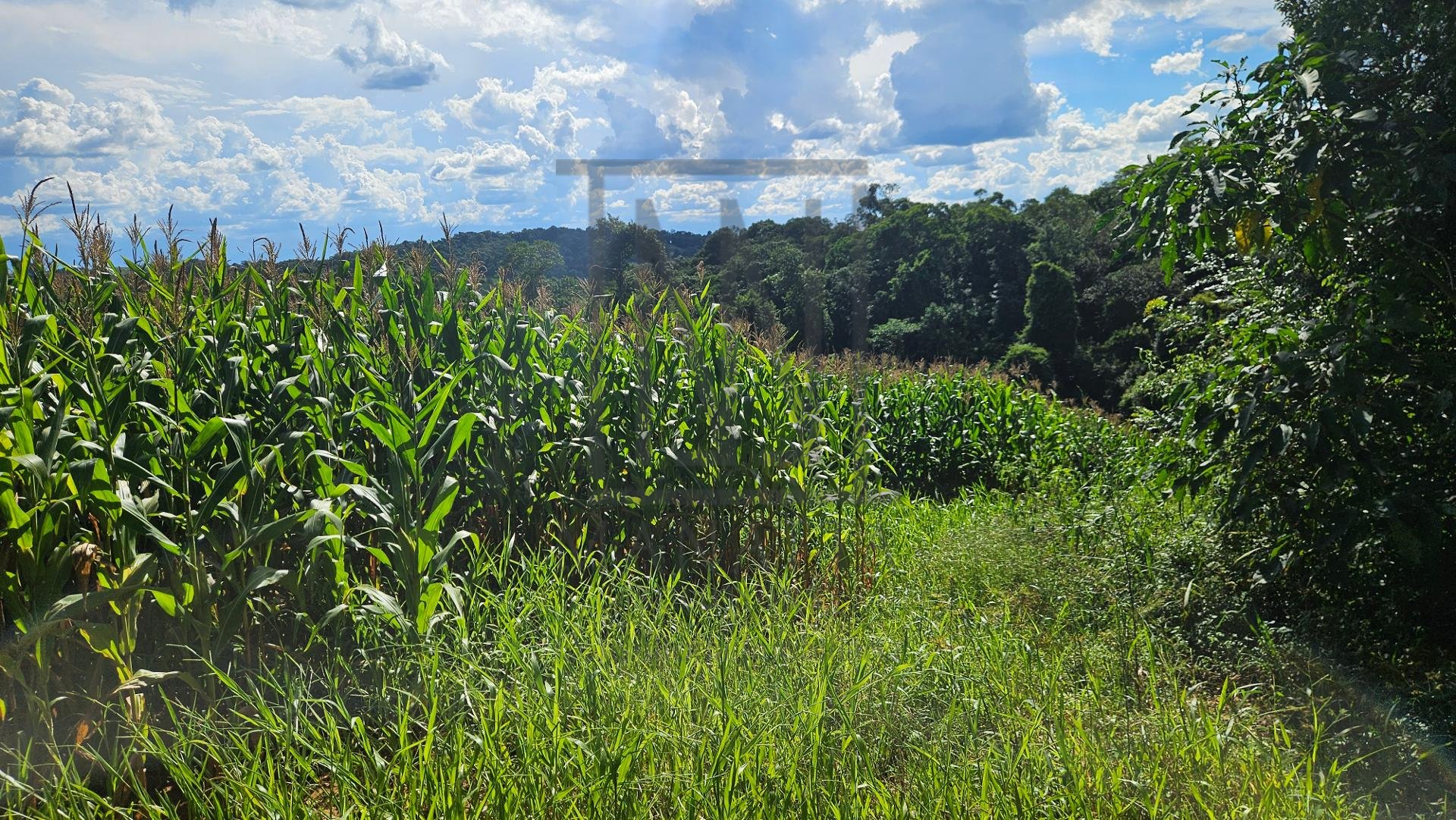 Chácara à venda, 36400m   em Catanduvas Do Sul - PR Zona rural...