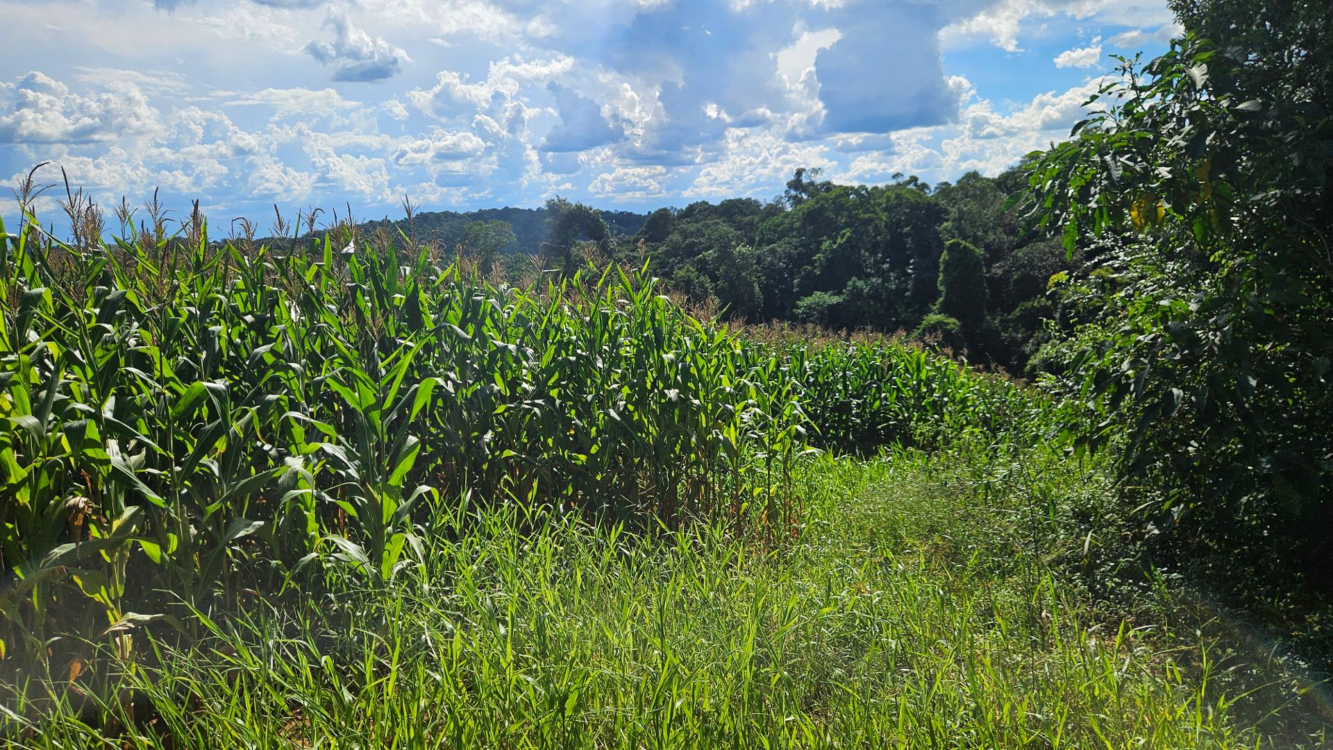 Área de 36.400m  para chácara com bosque e córrego em Catanduv...
