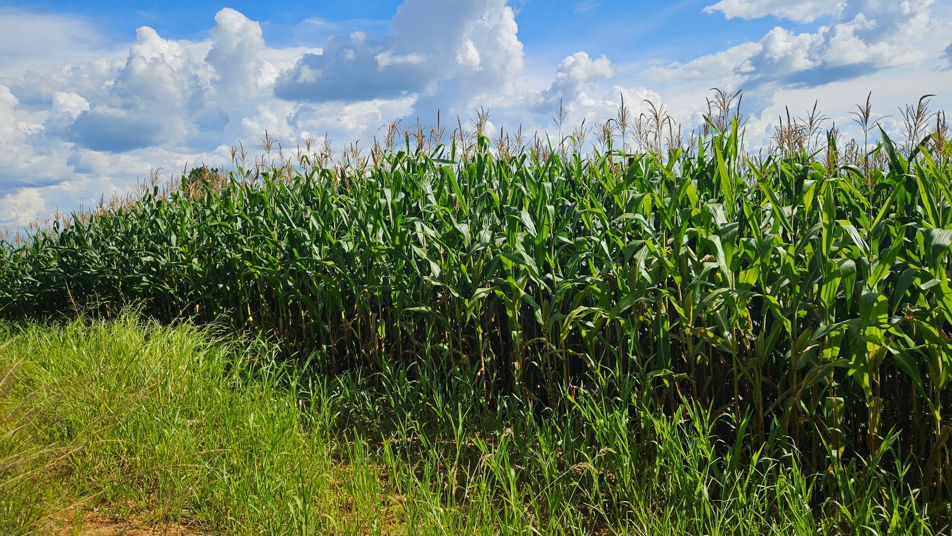 Área de 36.400m  para chácara com bosque e córrego em Catanduv...