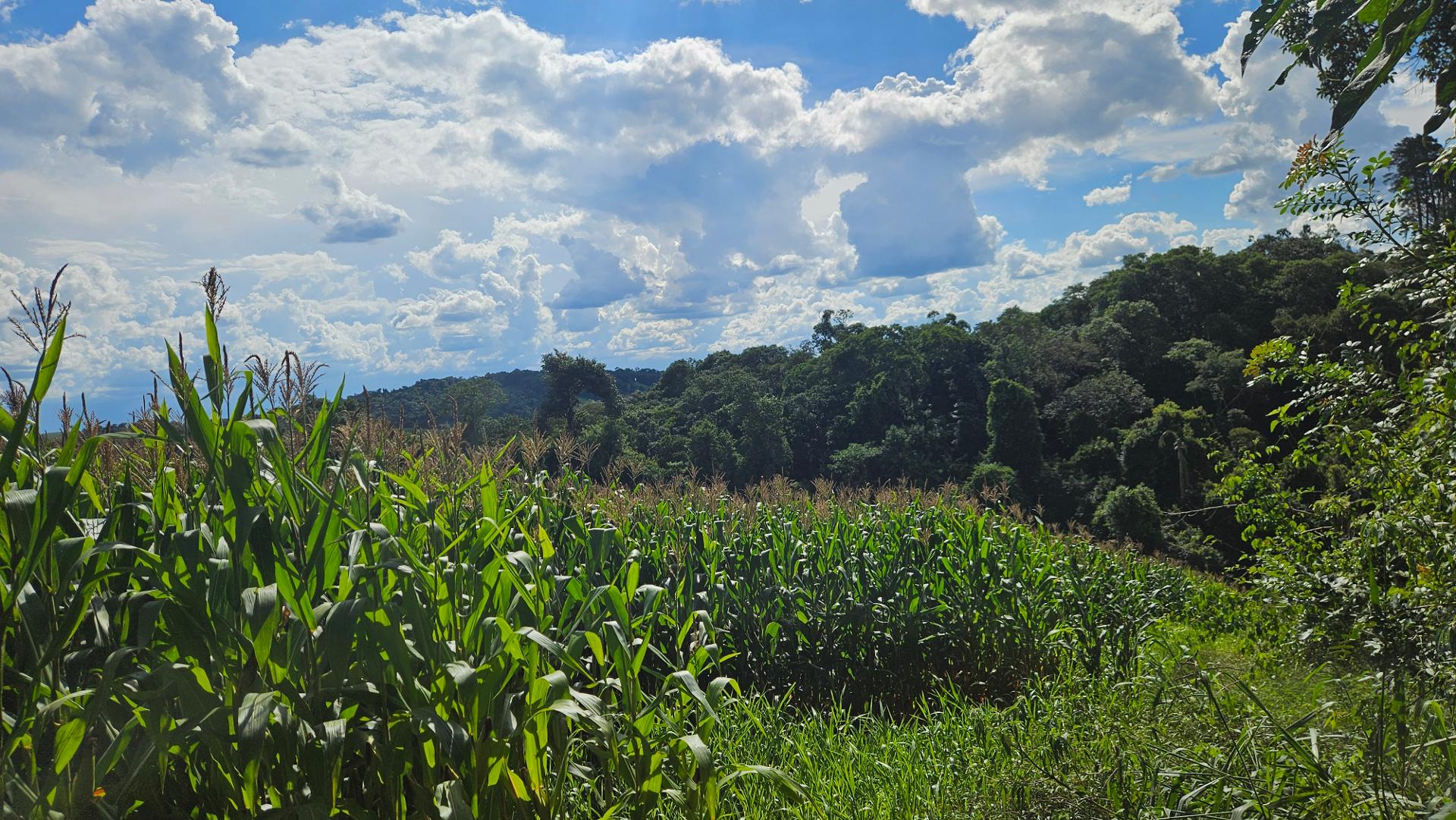 Área de 36.400m  para chácara com bosque e córrego em Catanduv...