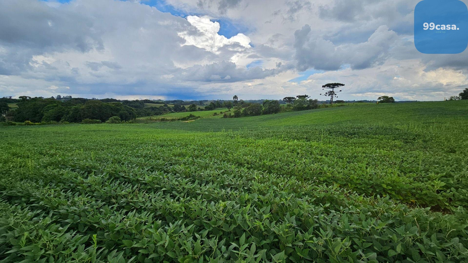 Área Rural com 48400m  ,  2,7 km do centro de  Campo Magro - PR