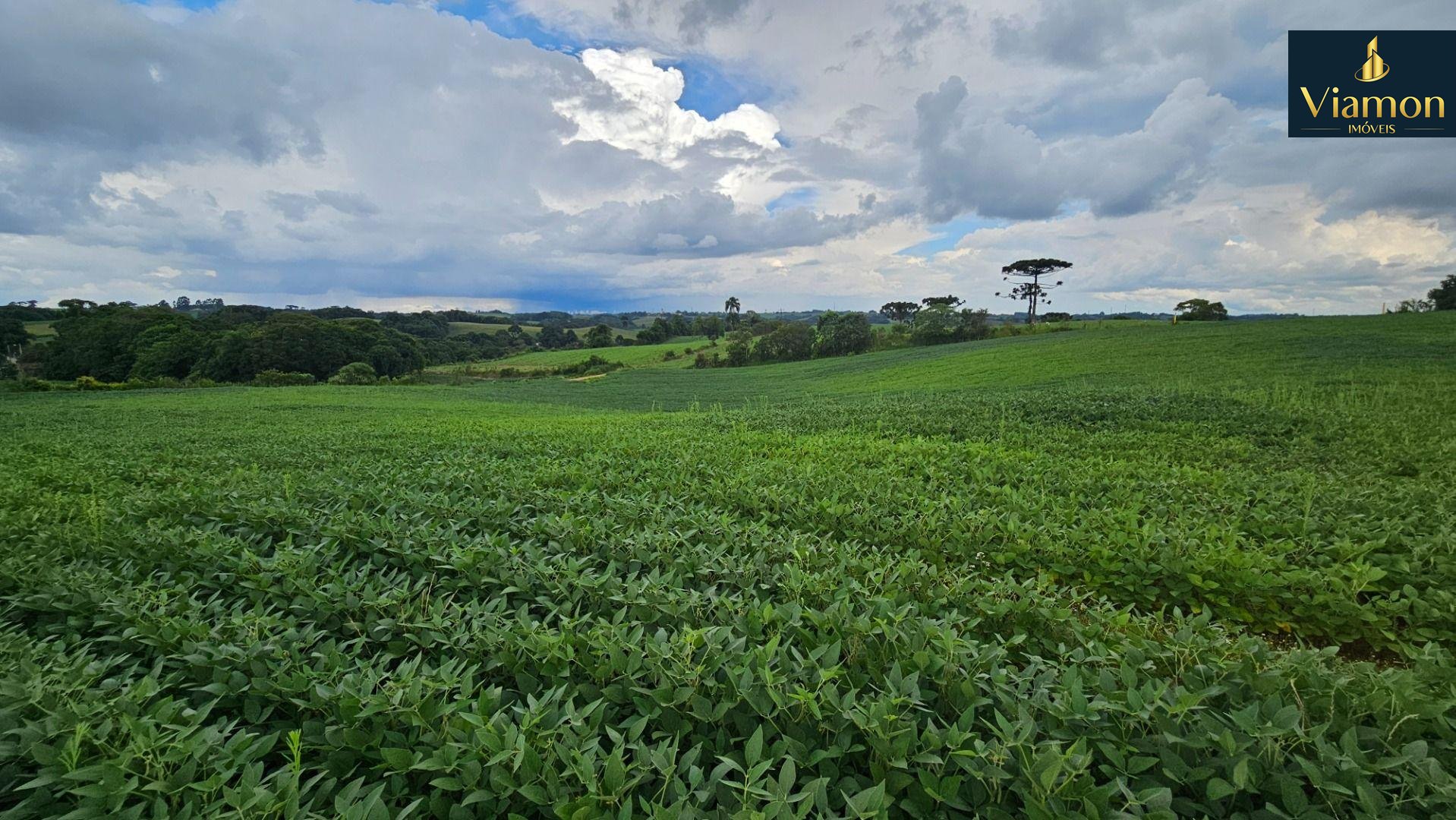 Área Rural com 48400m  ,  2,7 km do centro de  Campo Magro - PR