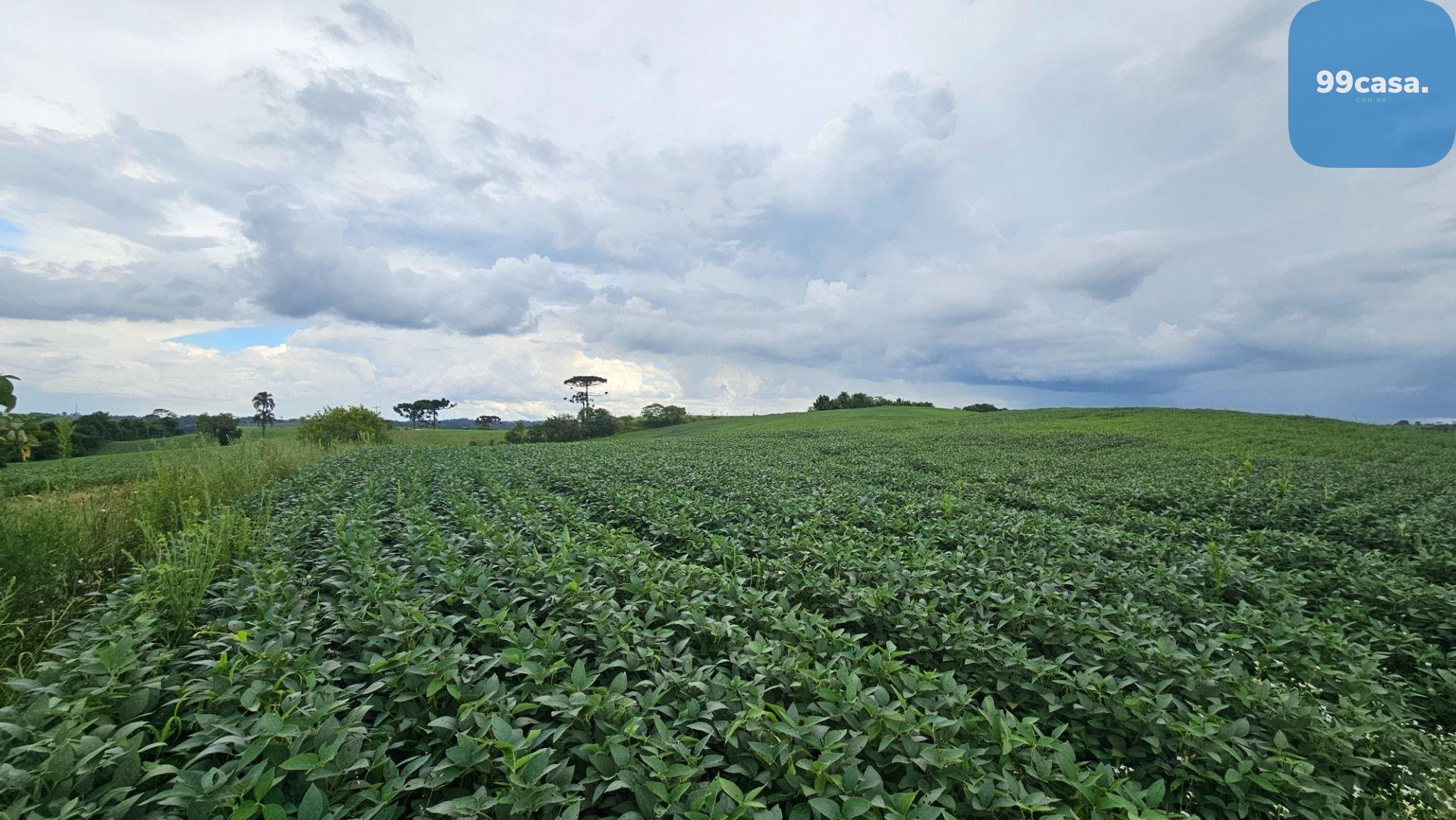 Área Rural com 48400m  ,  2,7 km do centro de  Campo Magro - PR
