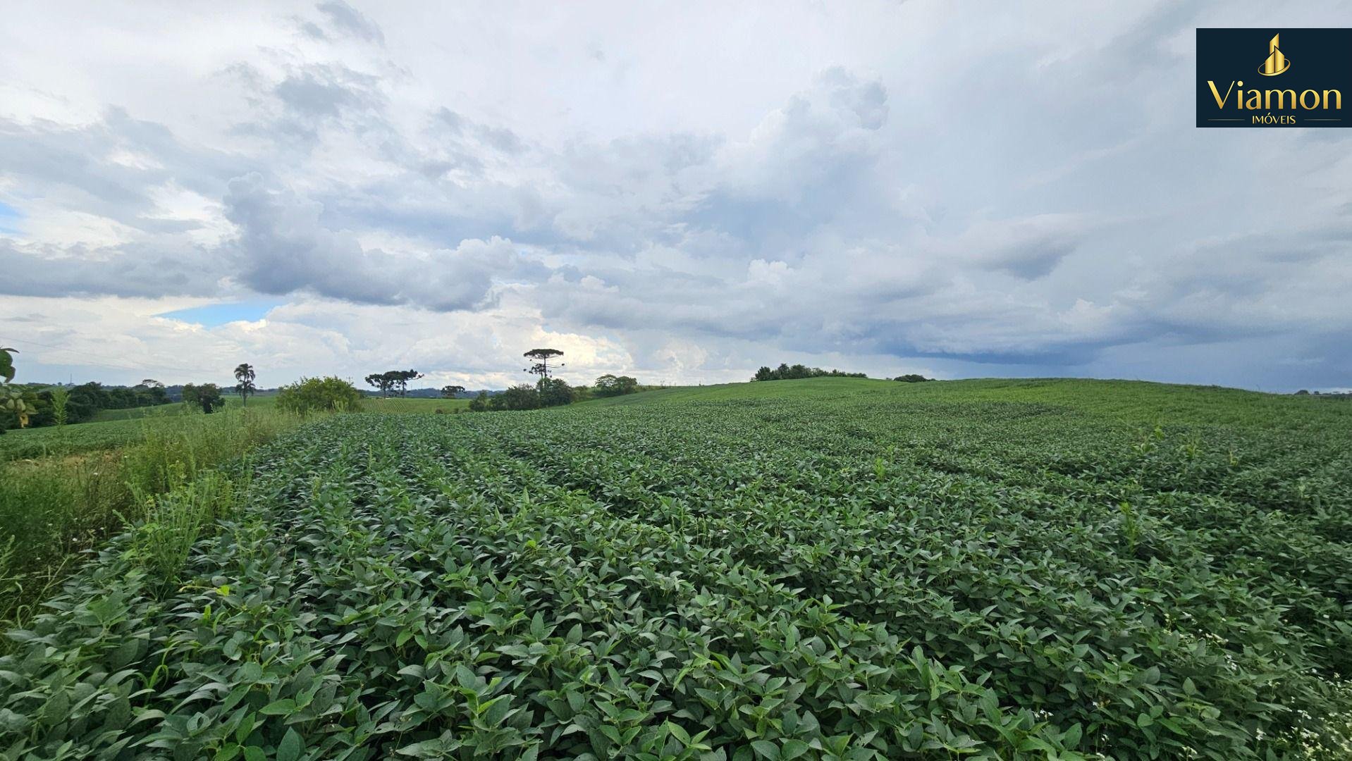 Área Rural com 48400m  ,  2,7 km do centro de  Campo Magro - PR