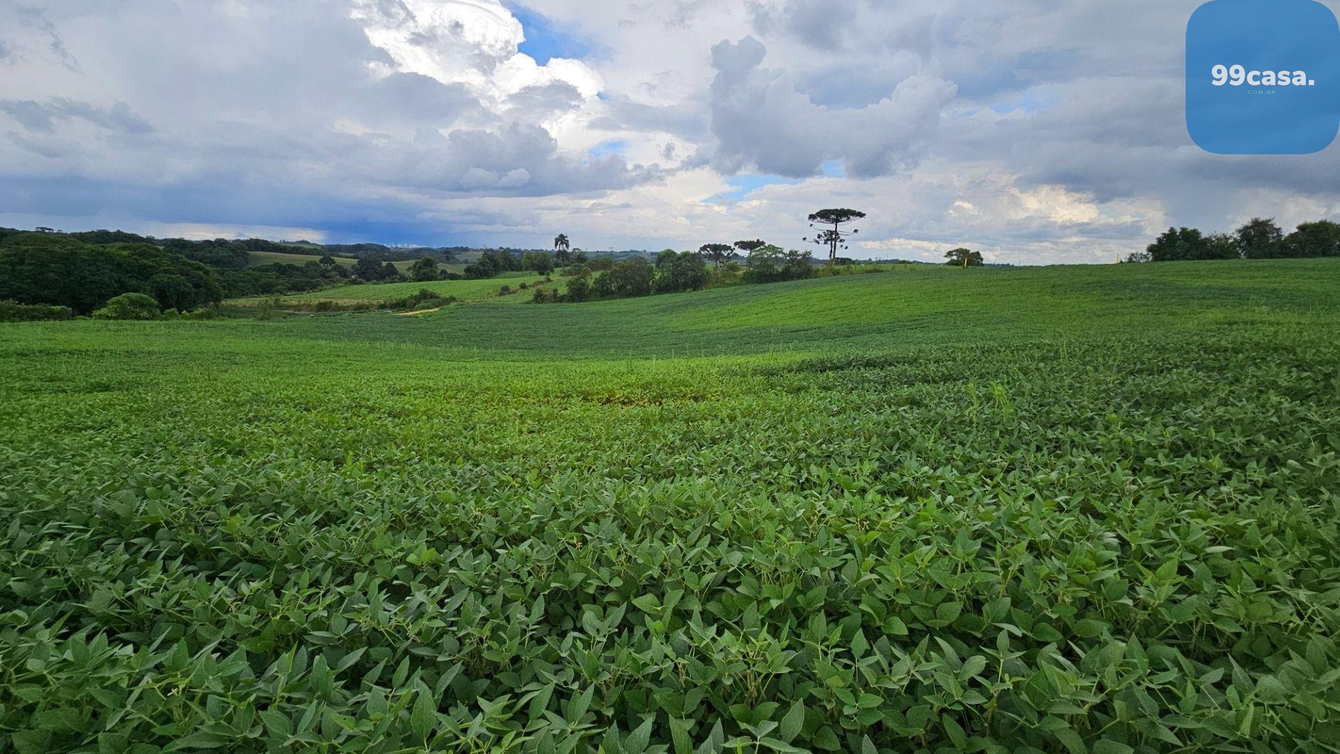 Área Rural com 48400m  ,  2,7 km do centro de  Campo Magro - PR