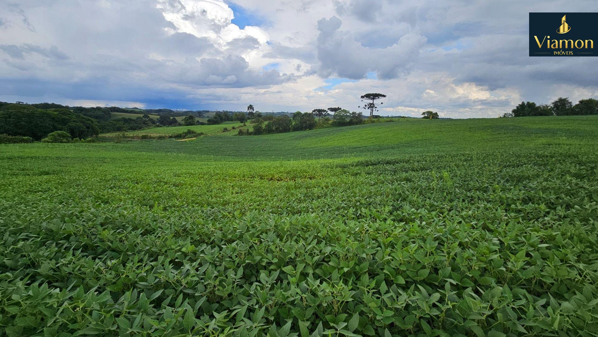 Terreno ? venda,11.000m   por R  980.000,00 S?o Miguel, ALMIRA...