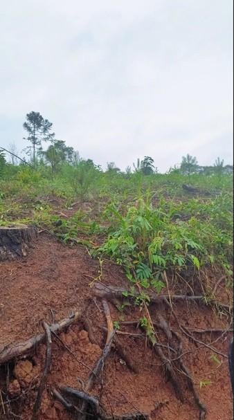 Área Rural à Venda, 17 Alqueires,Três Córregos, CAMPO LARGO - PR