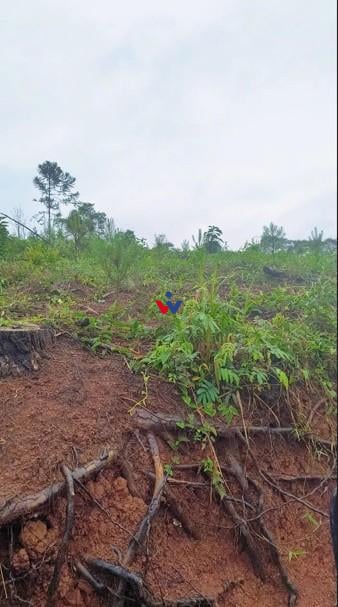 Área Rural à Venda, 17 Alqueires,Três Córregos, CAMPO LARGO - PR
