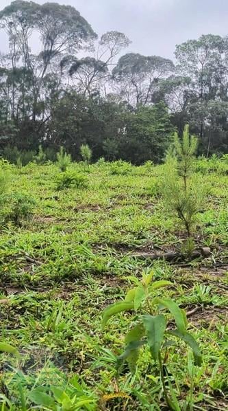 Área Rural à Venda, 17 Alqueires,Três Córregos, CAMPO LARGO - PR