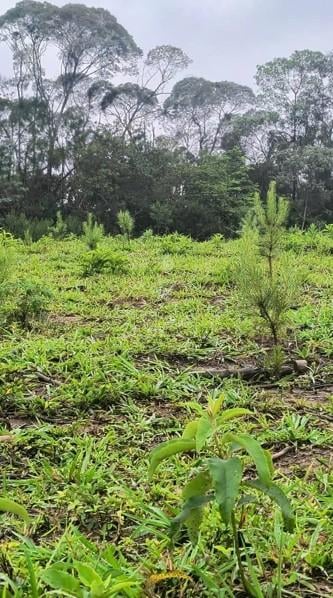 Área Rural à Venda, 17 Alqueires,Três Córregos, CAMPO LARGO - PR