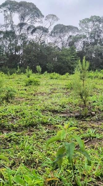 Terreno Rural 17 Alqueires à Venda Próximo a Campo Largo  Plantação de Pinus e Eucalipto