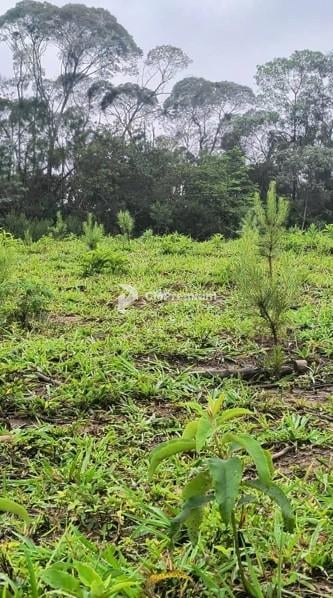Área Rural à Venda, 17 Alqueires,Três Córregos, CAMPO LARGO - PR
