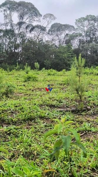 Área Rural à Venda, 17 Alqueires,Três Córregos, CAMPO LARGO - PR