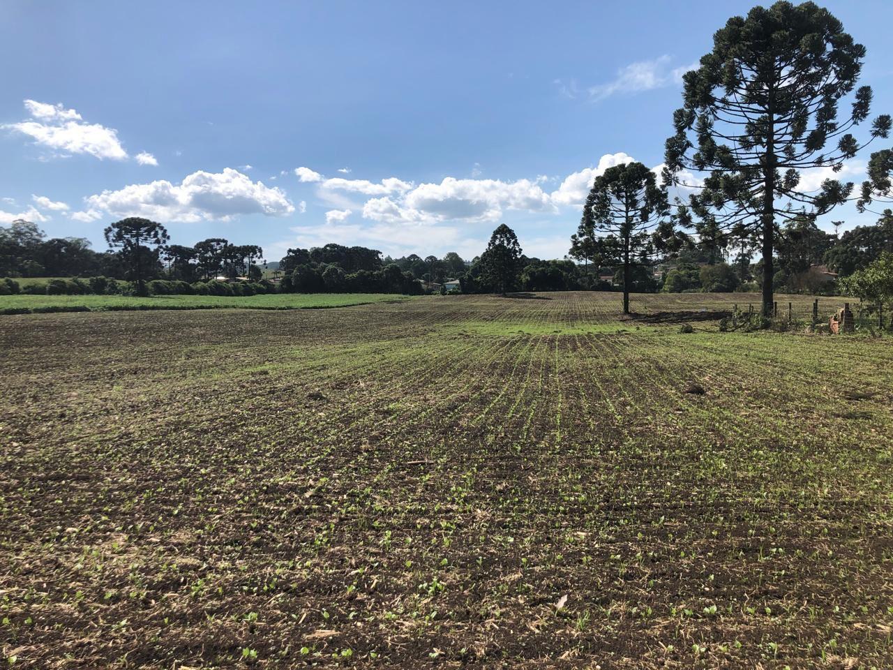 Terreno Industrial Comercial 19.400m  em Almirante Tamandaré  Excelente Investimento