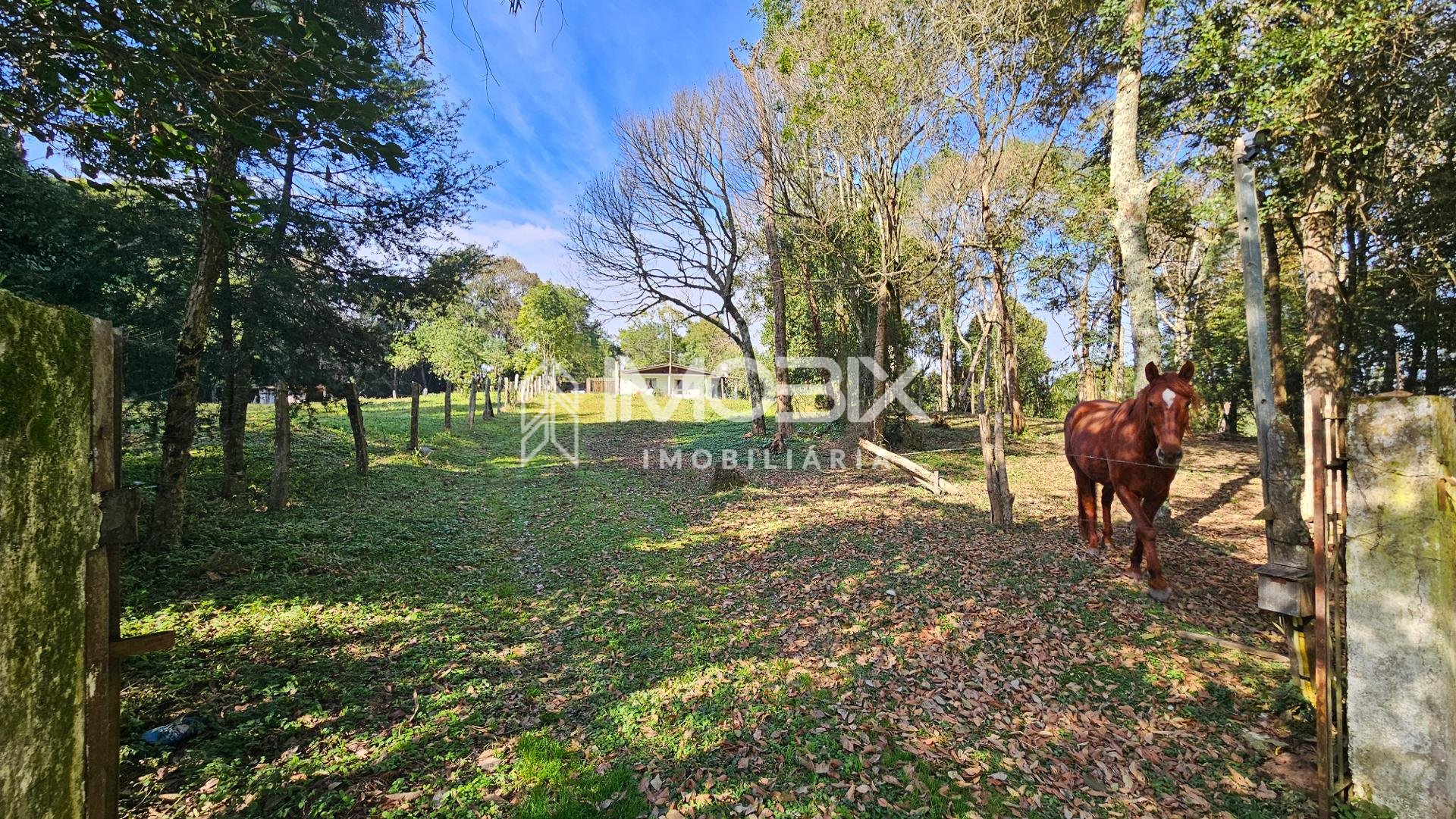 Chácara Completa em Araucária  23816 m  ,com Casa Ampla, Fruta...