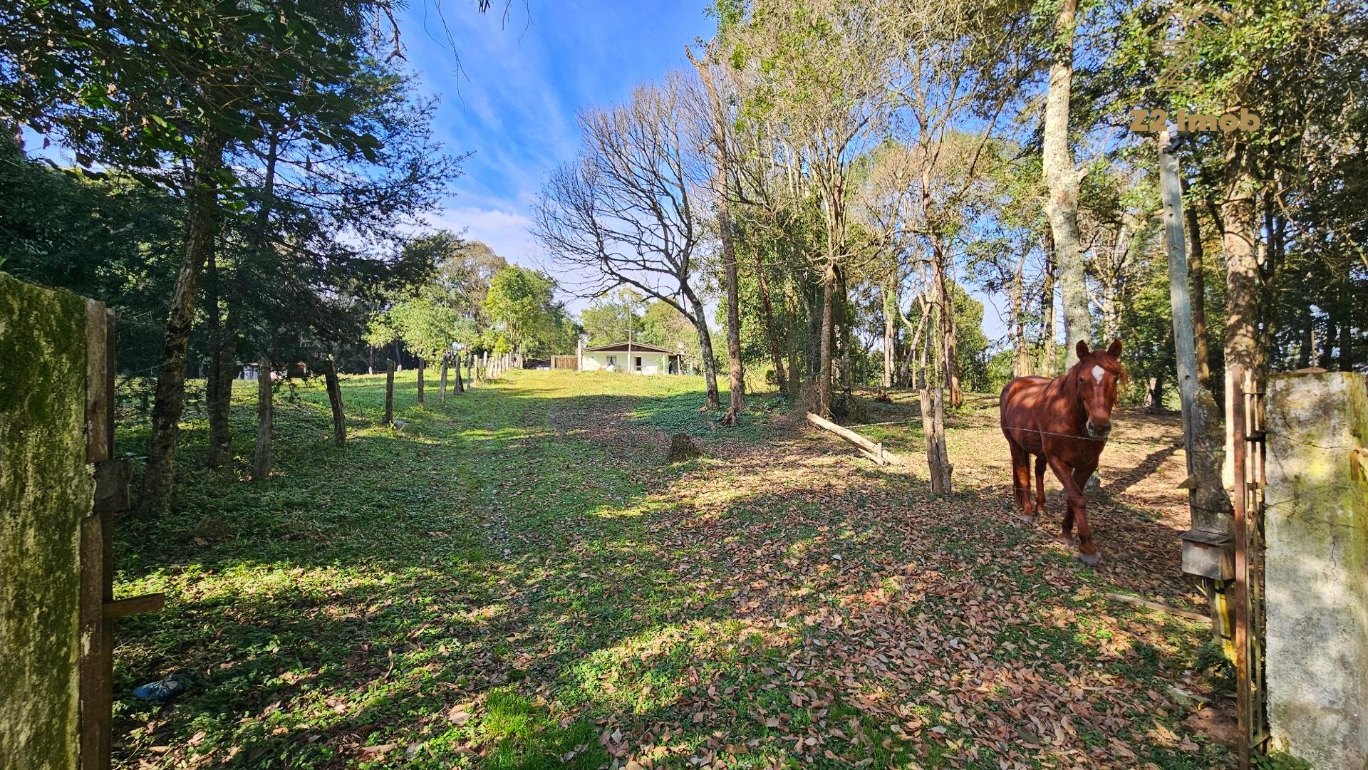 Chácara Completa em Araucária  1 Alqueire, Casa Ampla, Frutas,...