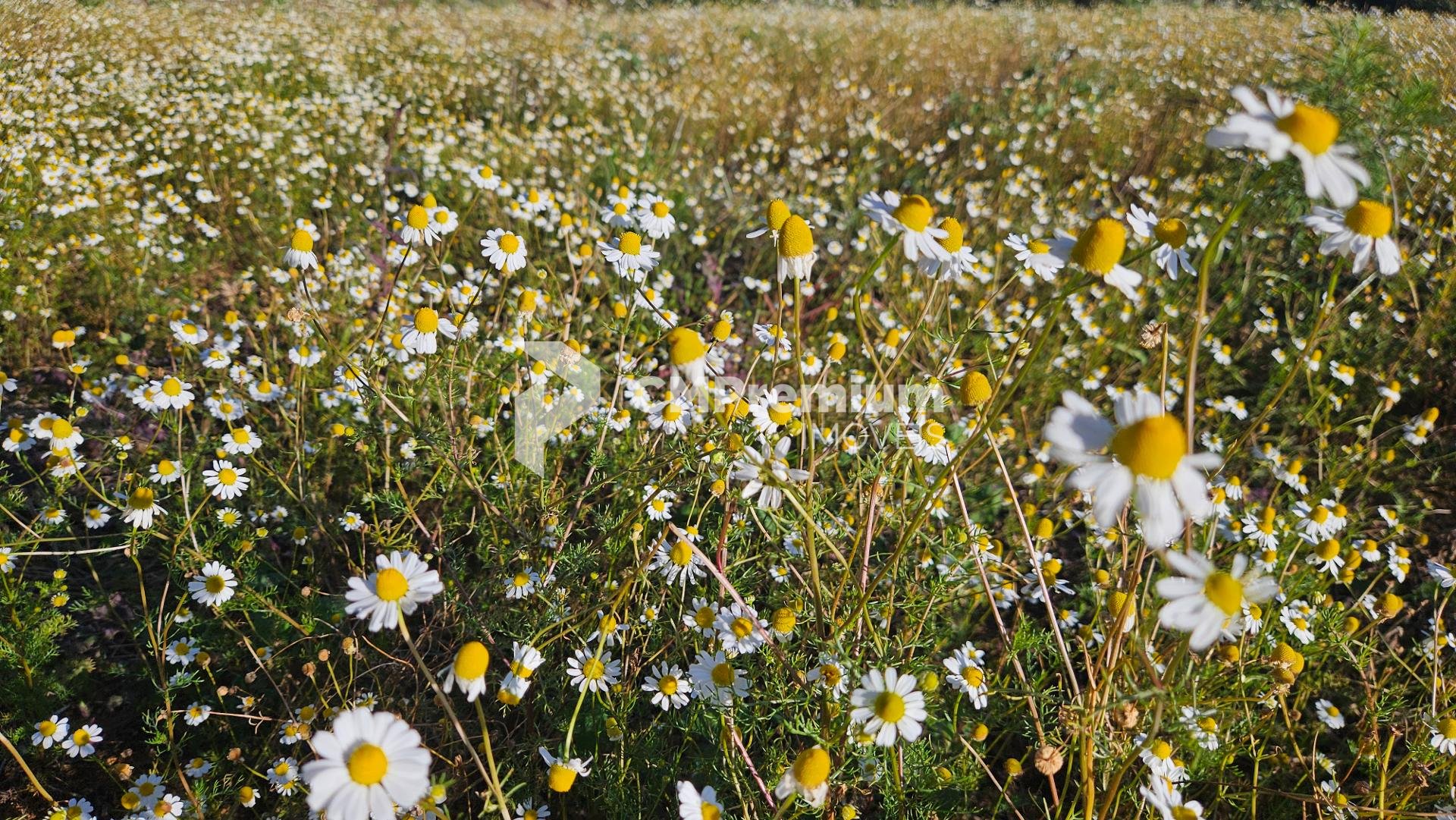 Área com 169.400m, abaixo do valor de mercado, 7 Alqueires, a ...