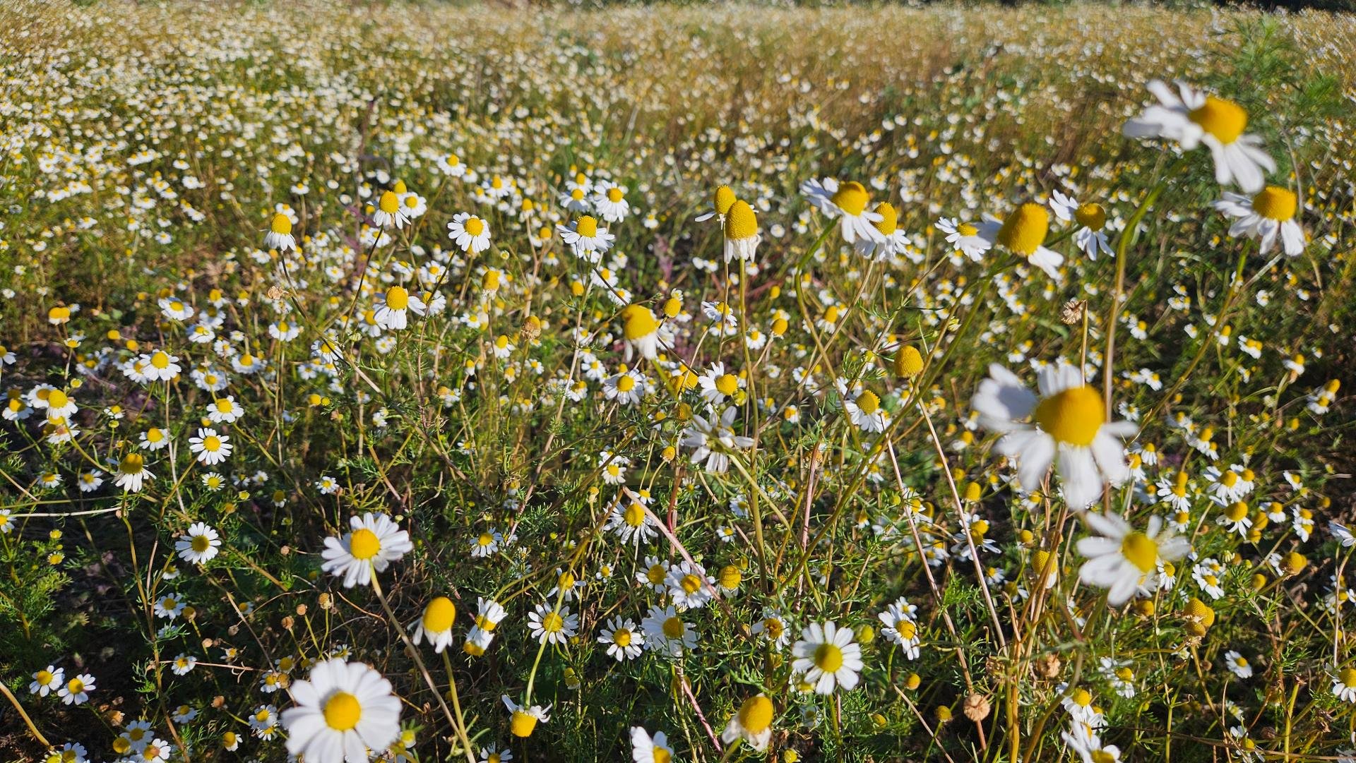 Área Rural de 7 Alqueires com Rio e Córrego  Próxima a Curitiba