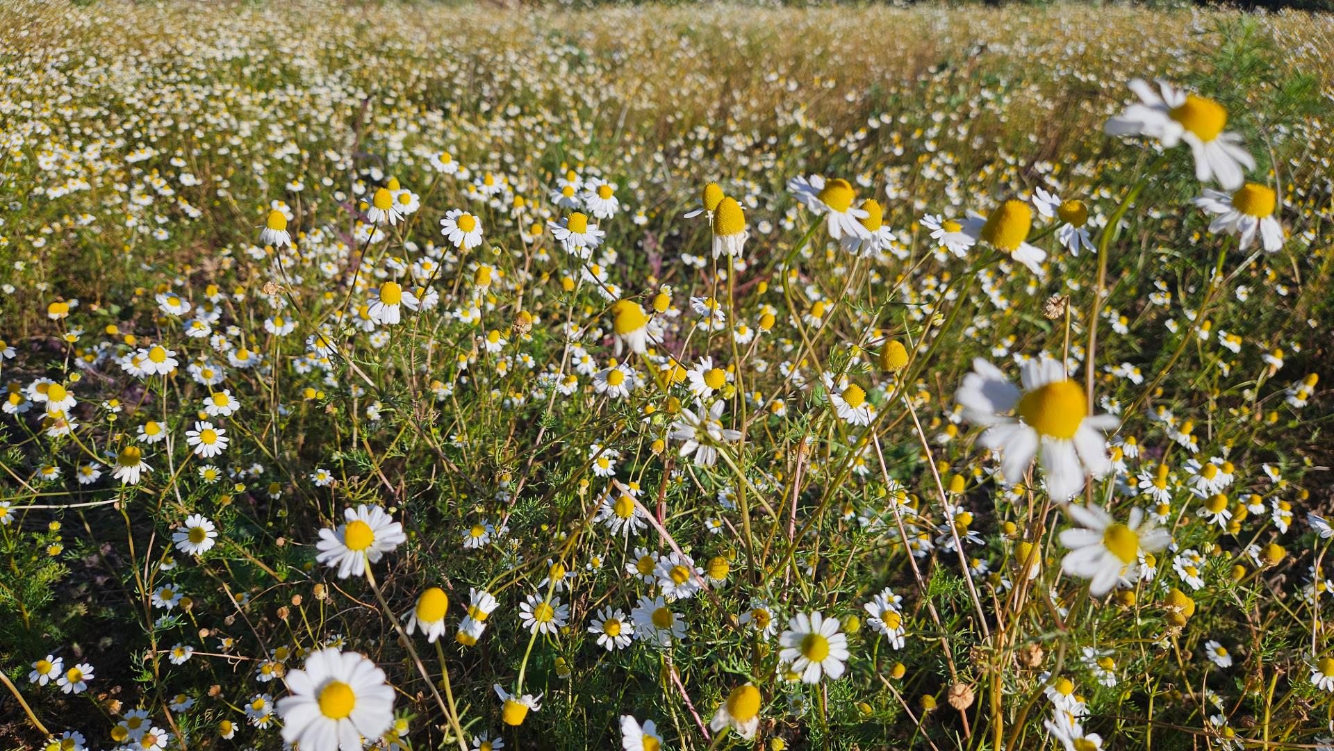Área Rural de 7 Alqueires, 169.400m  com Rio e Córrego  Próxim...