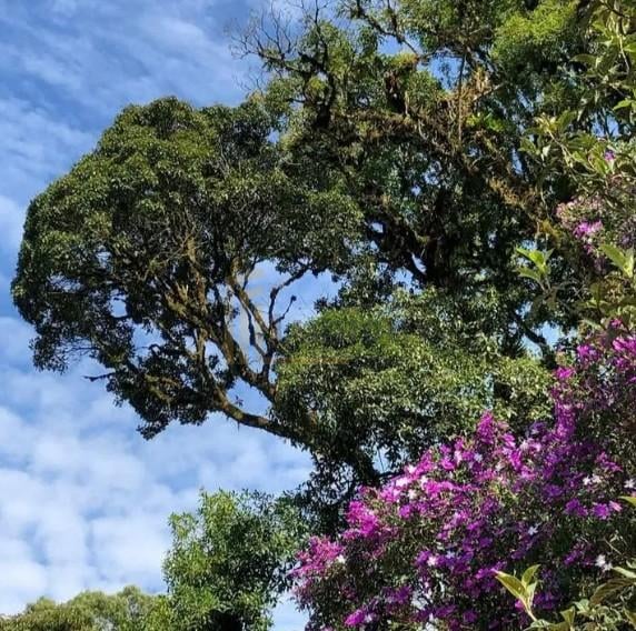 Chácara com 3 dormitórios à venda,5000.00 m , Recreio da Serra...