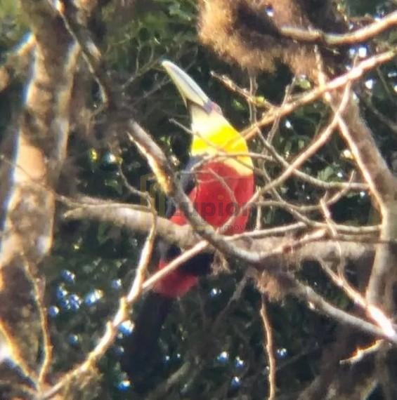 Chácara com 3 dormitórios à venda,5000.00 m , Recreio da Serra...