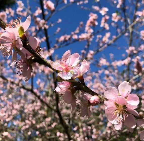 Chácara com 3 dormitórios à venda,5000.00 m , Recreio da Serra...