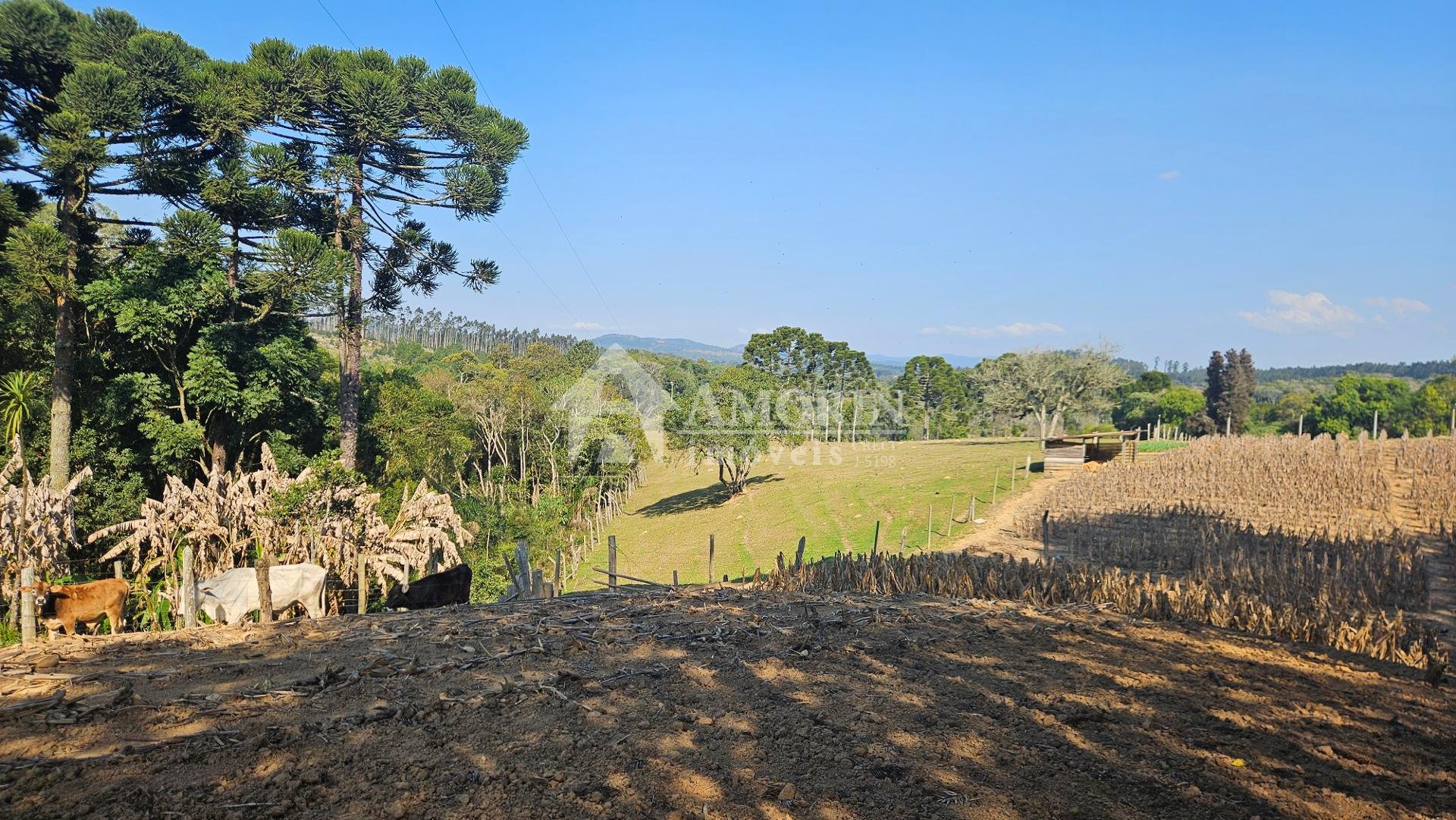 Chácara 40.000 m  em Mandirituba  Casa, pomar, nascentes e açude