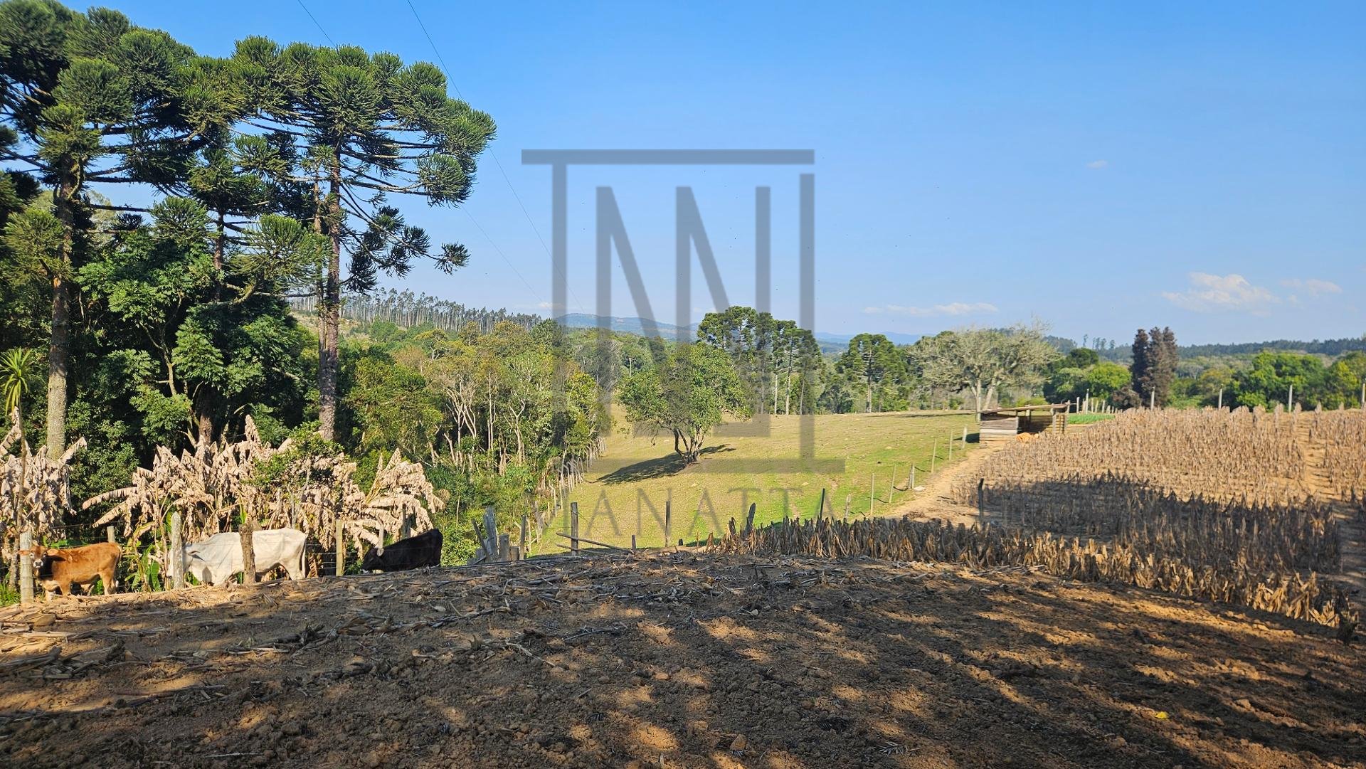 Chácara 40.000 m  em Mandirituba  Casa, pomar, nascentes e açude