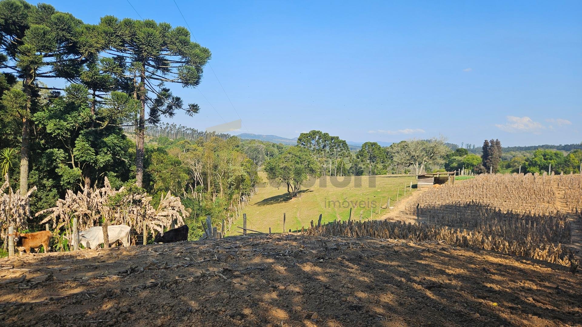 Chácara 20.000 m  em Mandirituba  Casa, pomar, nascentes e açude