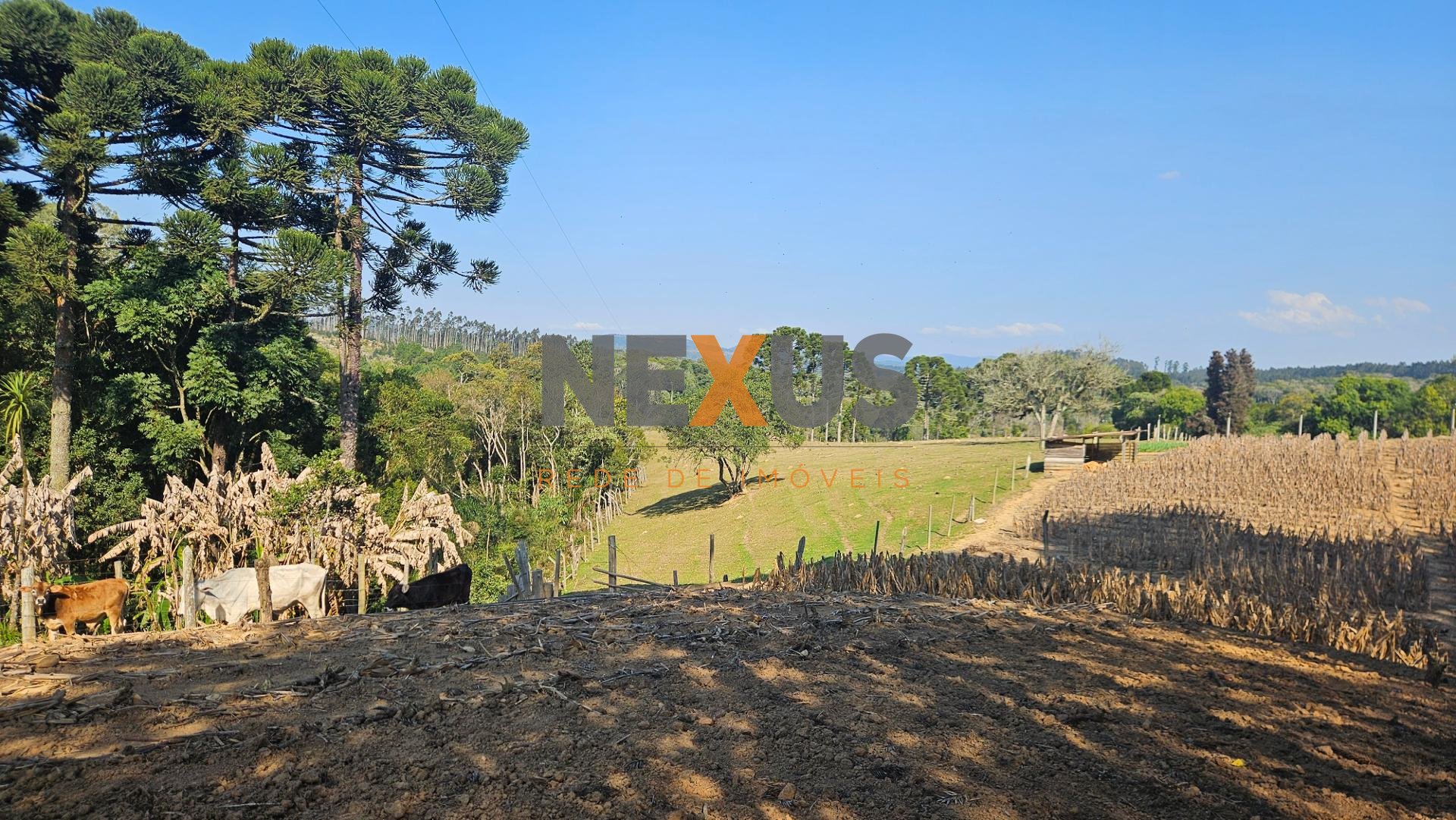 Chácara 40.000 m  em Mandirituba  Casa, pomar, nascentes e açude