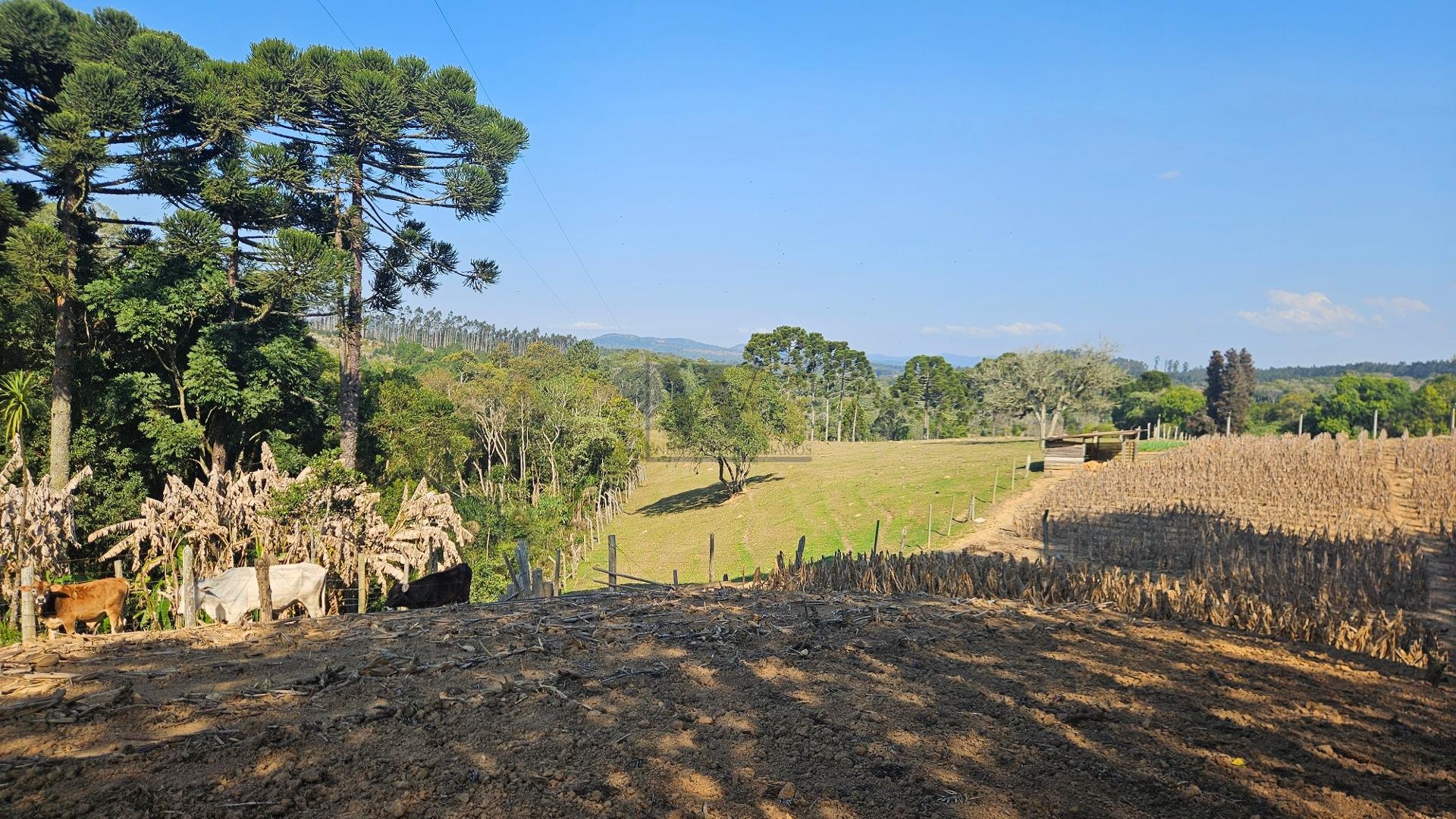 Chácara 40.000 m  em Mandirituba  Casa, pomar, nascentes e açude