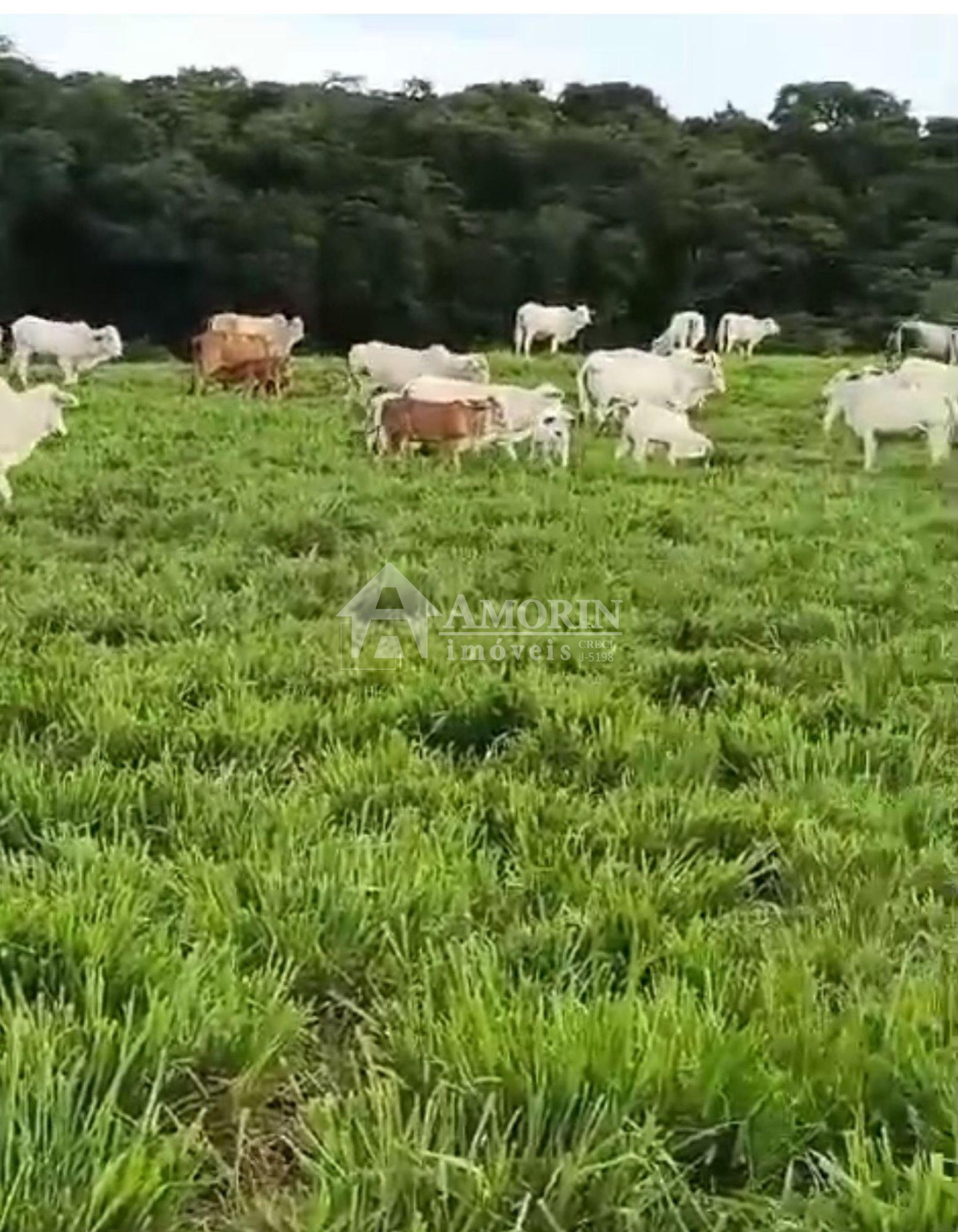 Fazenda à Venda em Prudentópolis  22 Alqueires, Estrutura Comp...