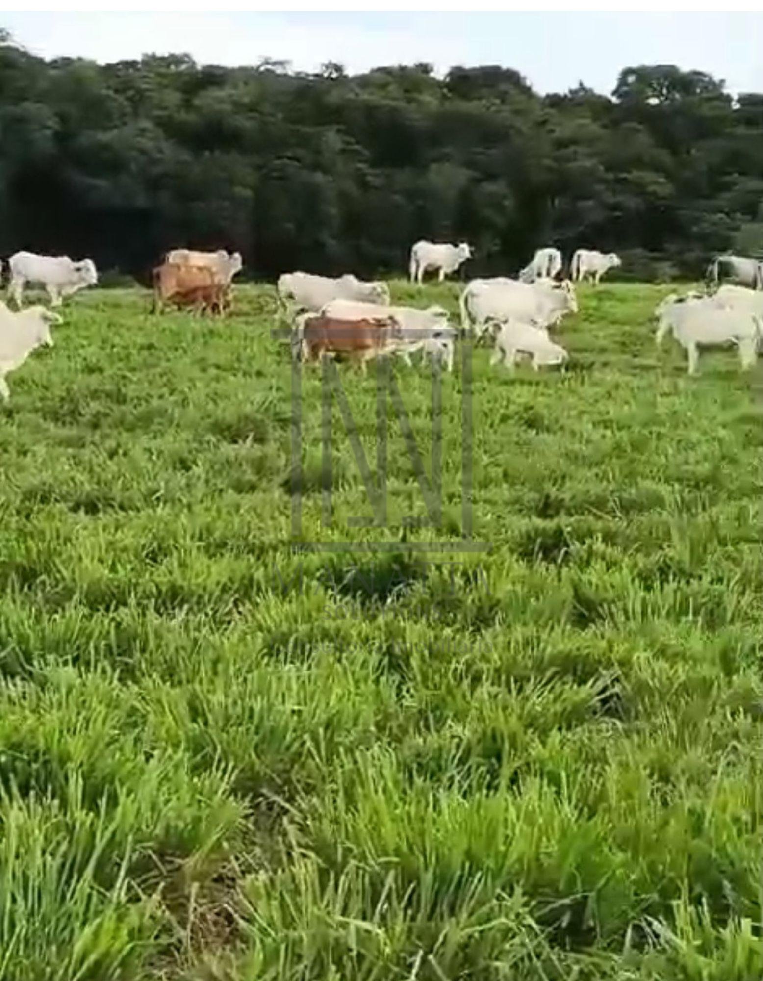 Fazenda à Venda em Prudentópolis  22 Alqueires, Estrutura Comp...