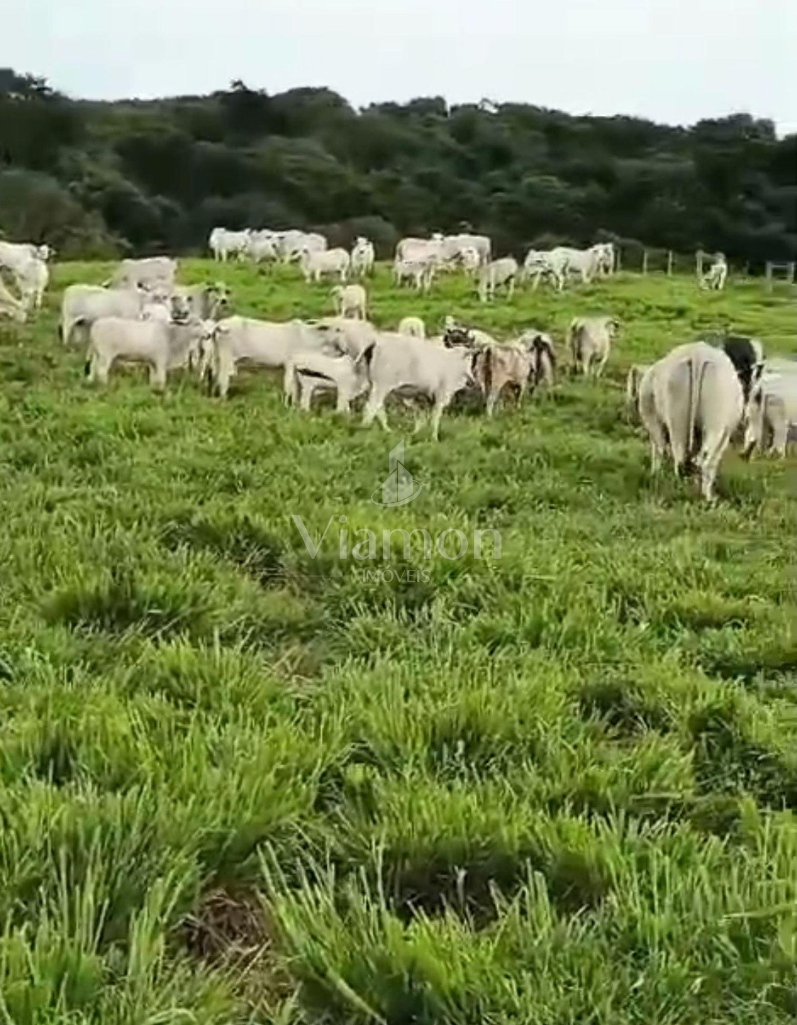 Fazenda à Venda em Prudentópolis  22 Alqueires, Estrutura Comp...