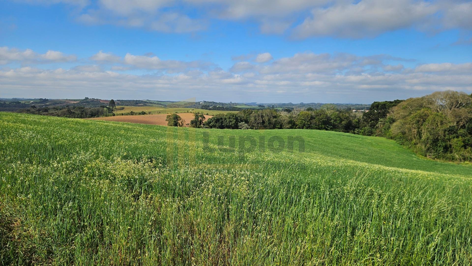 Chácara 20.000m  em Araucária  Frente Asfalto, Vista Linda e Z...
