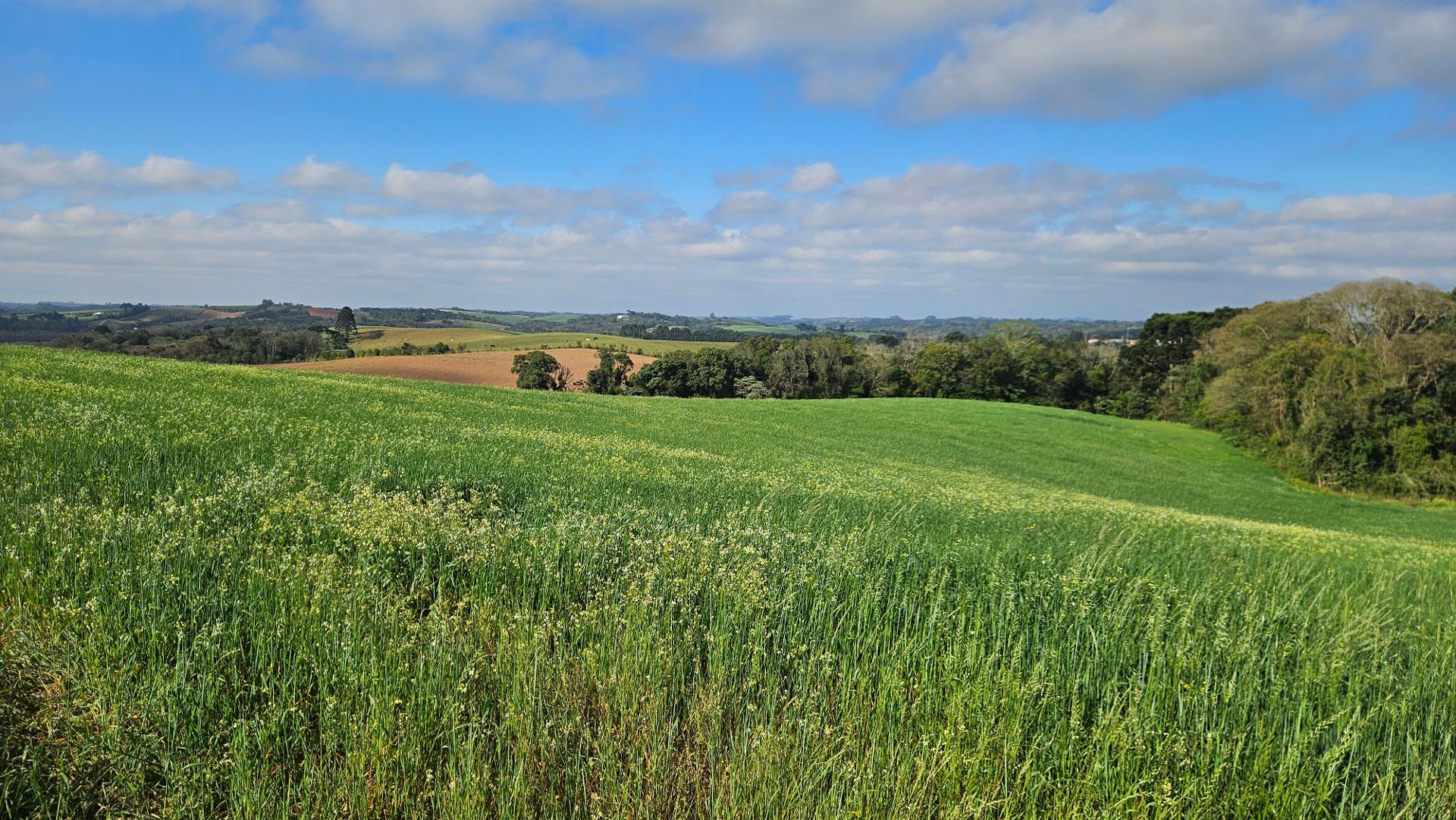 Chácara 20.000m  em Araucária  Frente Asfalto, Vista Linda e Z...