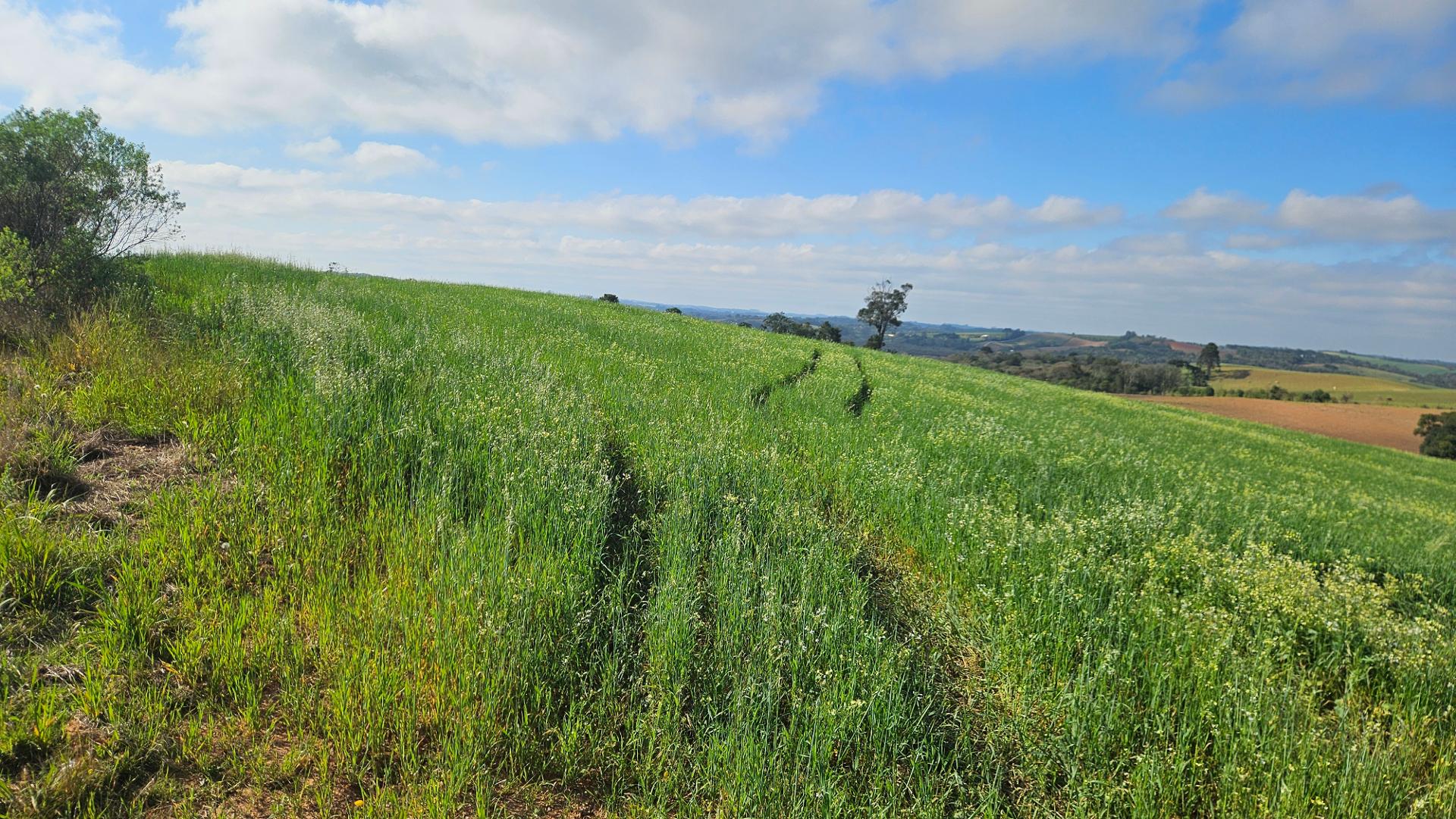 Chácara 20.000m  em Araucária  Frente Asfalto, Vista Linda e Z...