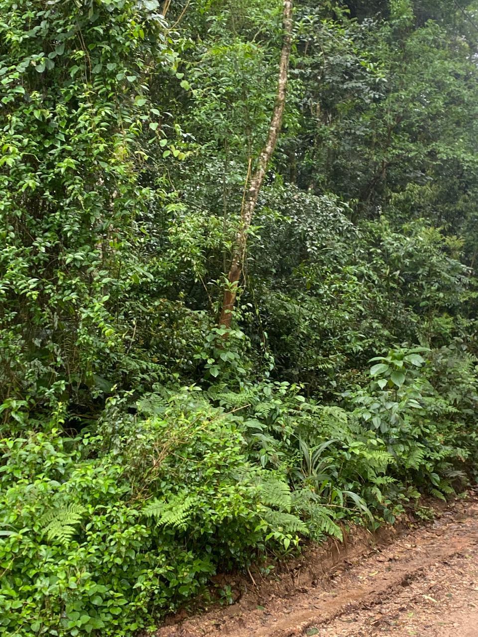 Terreno 20.000 m  no Umbará  Oportunidade Única para Investir ...